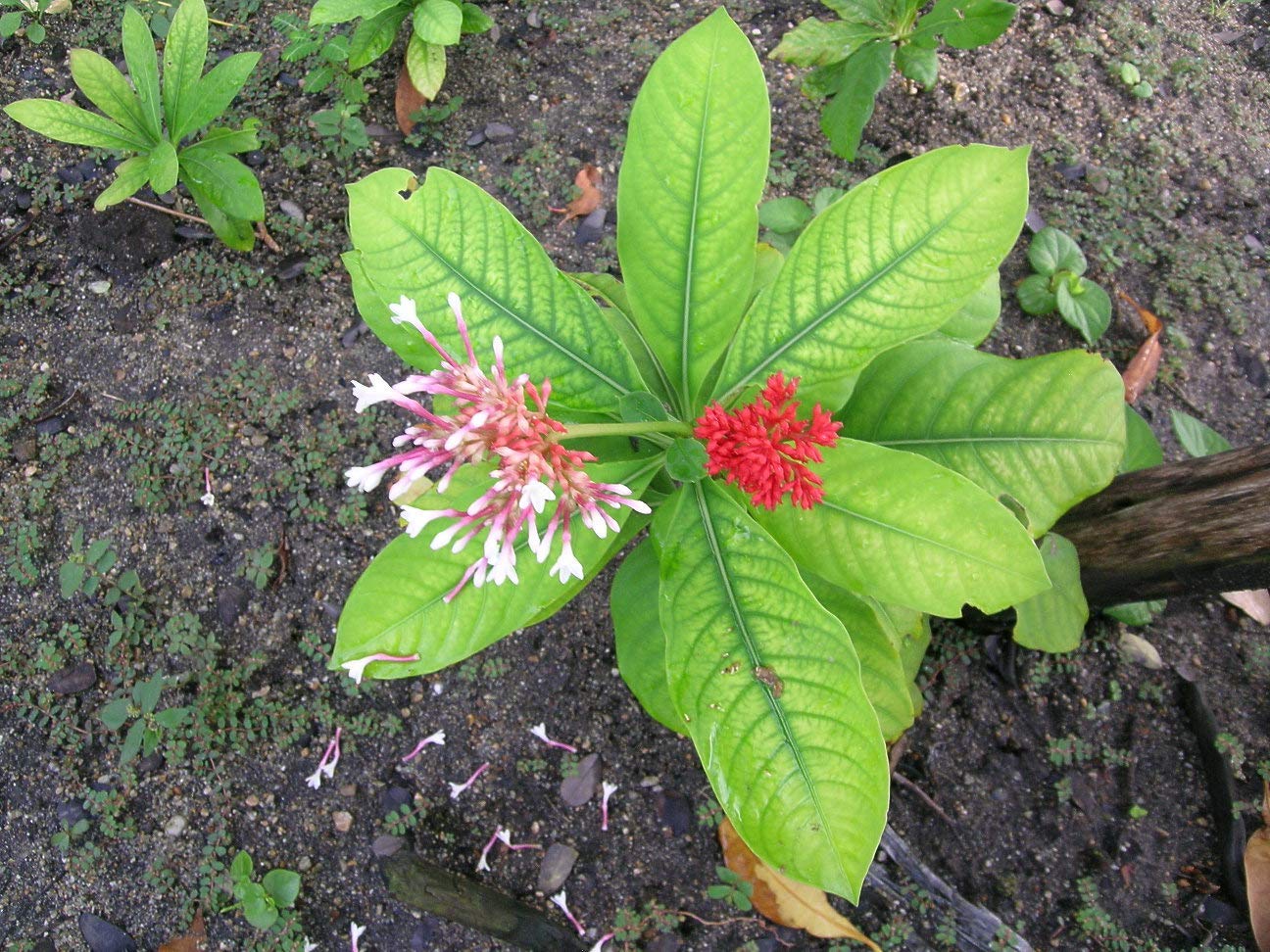 Sarpagandha
