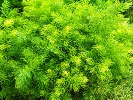 Satavari Indian Asparagus medicinal plant