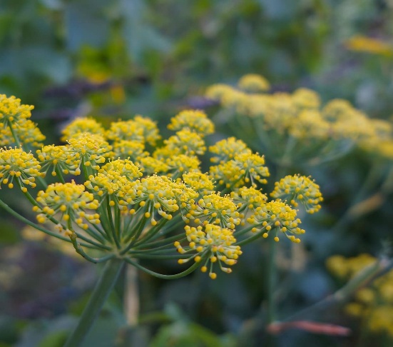 Saunf medicinal plant