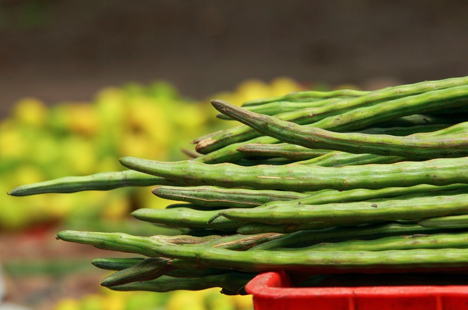 Shigru Moringa medicinal plant