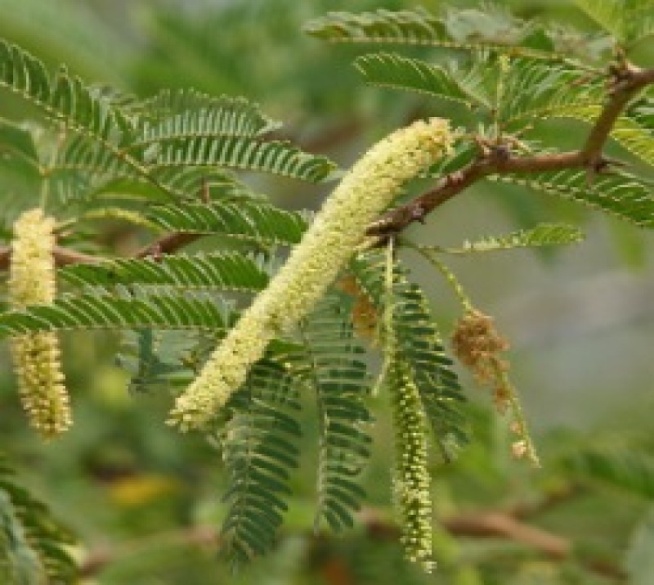 Shami medicinal plant