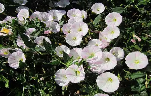 Shankhpushpi medicinal plant