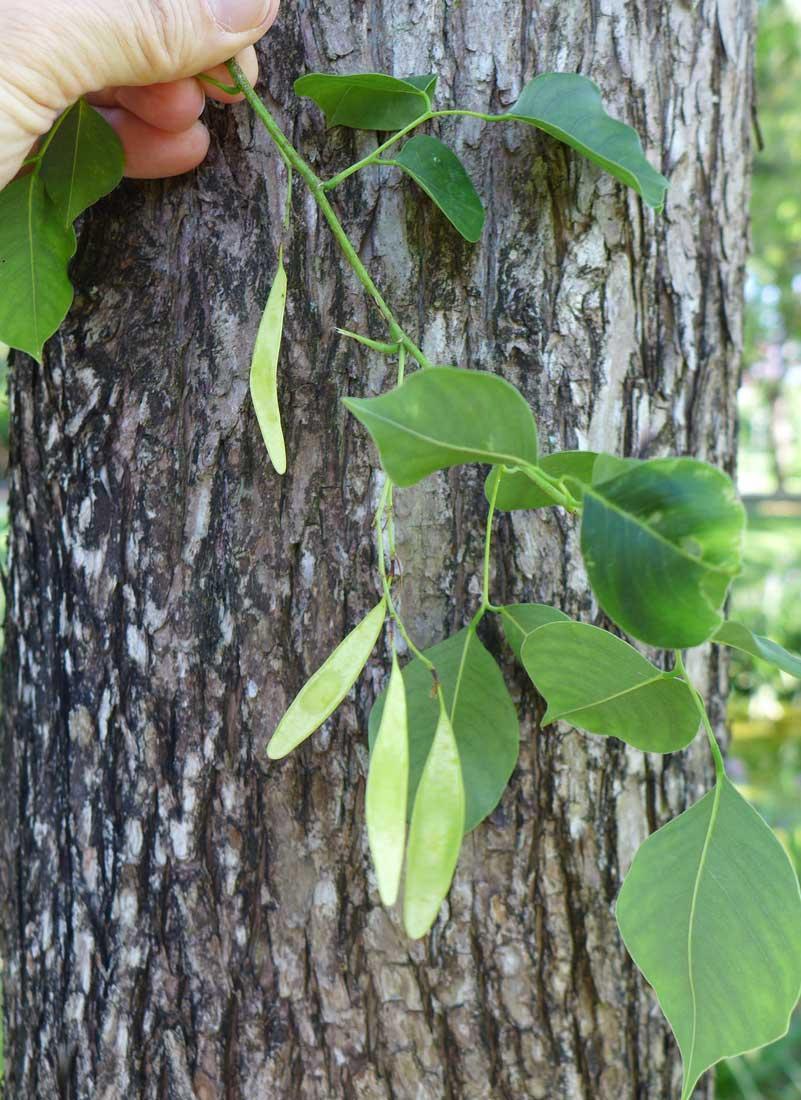 Shinshapa Dalbrgia Sisoo medicinal plant