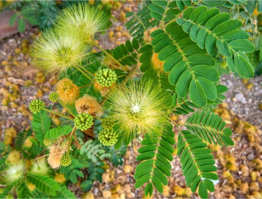 Shirish medicinal plant