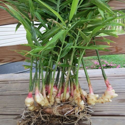 Shunthiginger medicinal plant