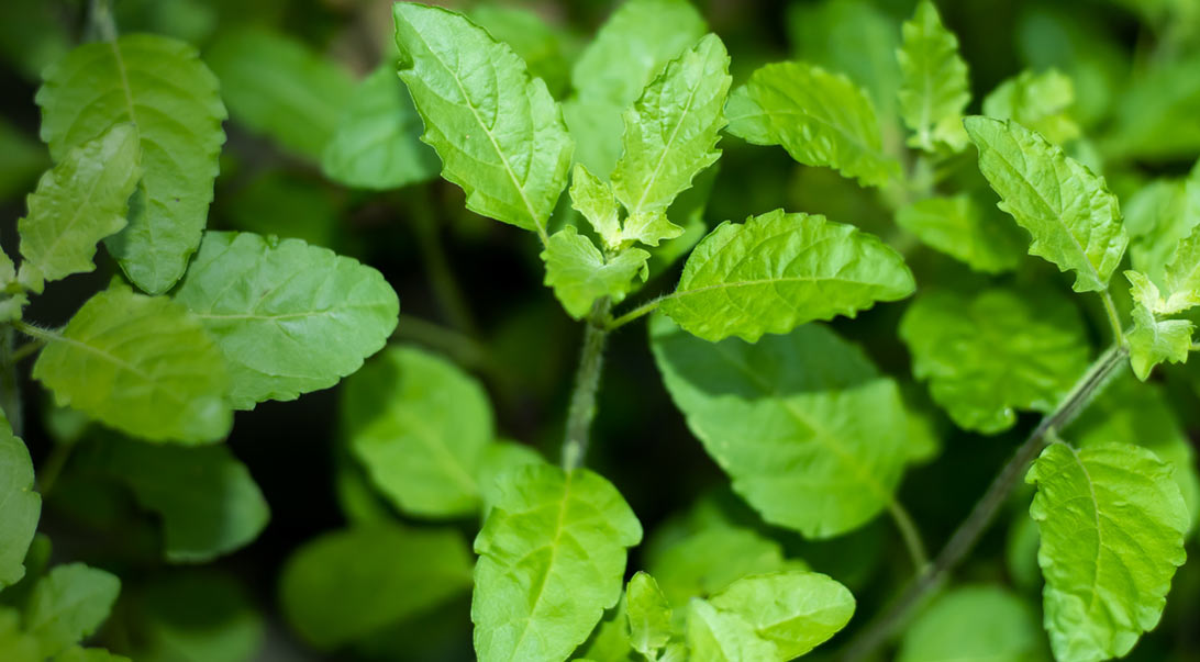 Tulsi