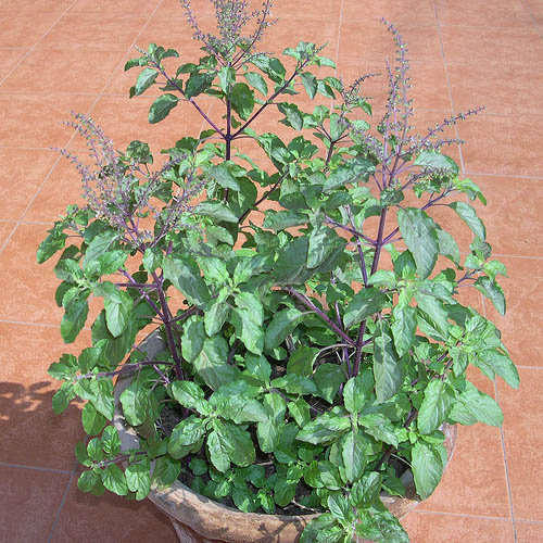 Tulsi Holy Bassil medicinal plant