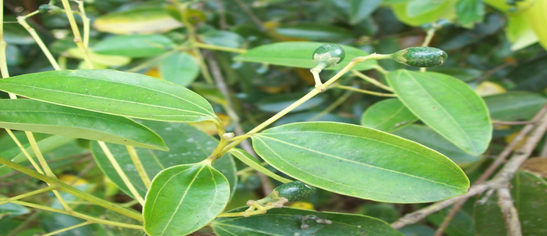 Twak medicinal plant