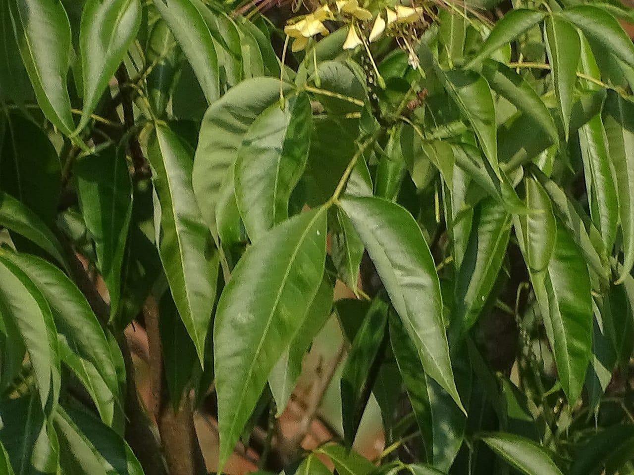 Varun medicinal plant