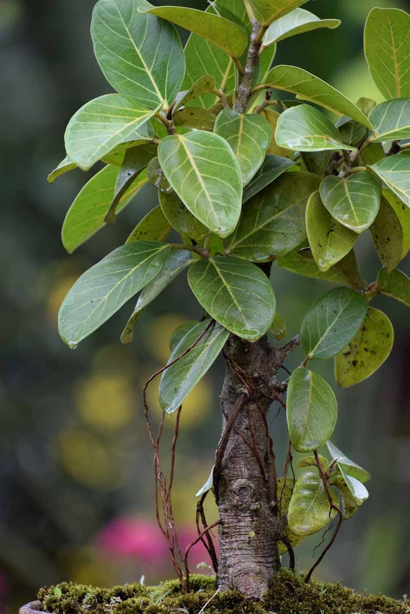 Vata Banyan Tree medicinal plant