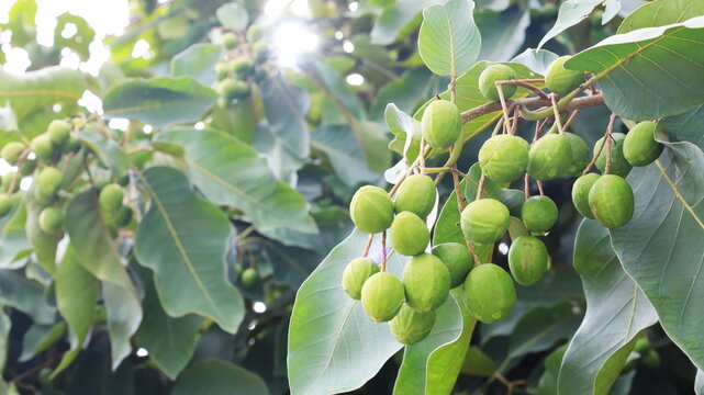 Vibitiki Bahera medicinal plant