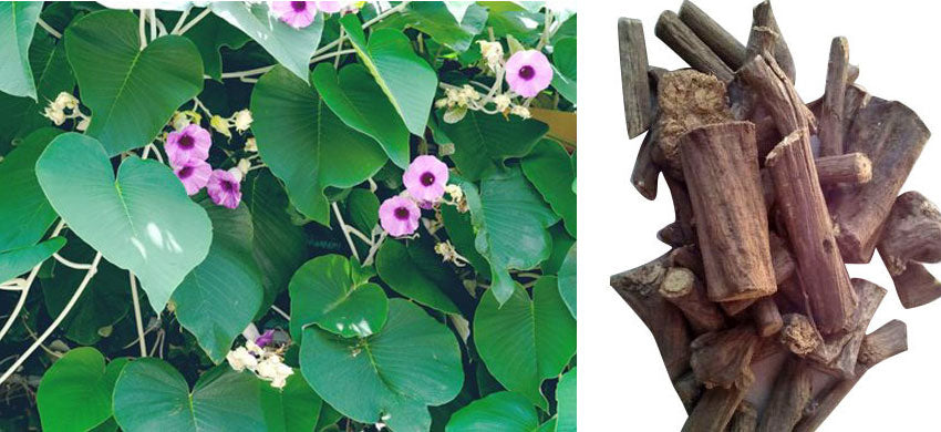 Vidhara medicinal plant